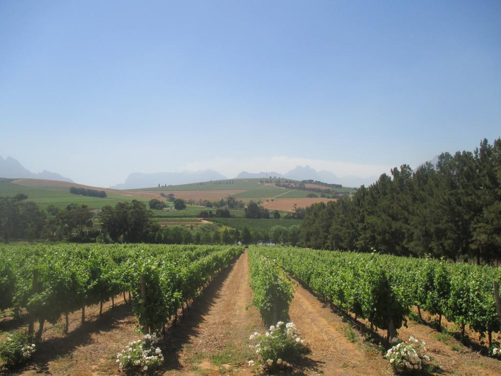 Clos Malverne Wine Estate Stellenbosch Buitenkant foto